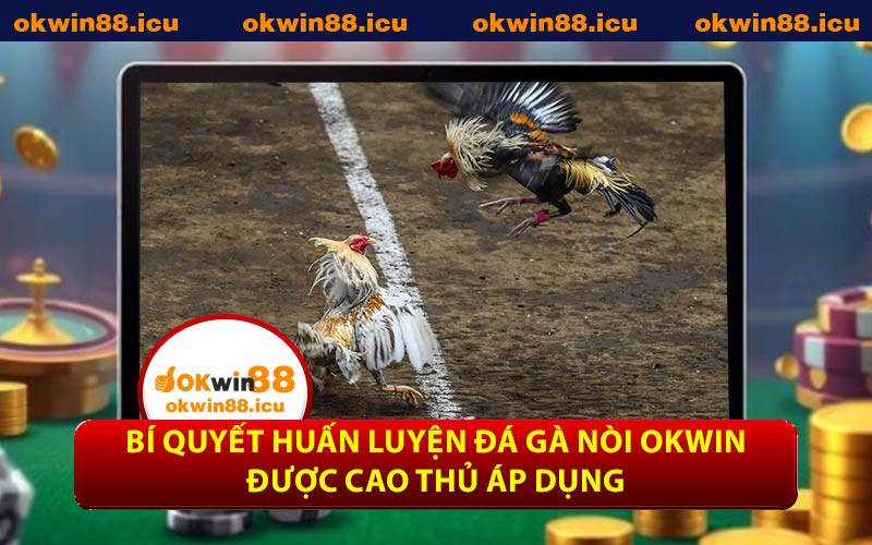 Bí quyết huấn luyện đá gà nòi OKWIN được cao thủ áp dụng