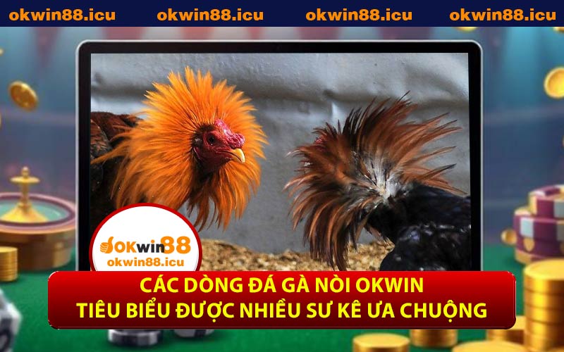 Các dòng đá gà nòi OKWIN tiêu biểu được nhiều sư kê ưa chuộng