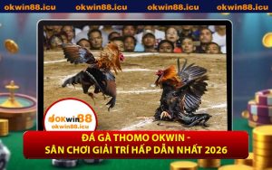 Đá Gà Thomo OKWIN - Sân Chơi Giải Trí Hấp Dẫn Nhất 2026
