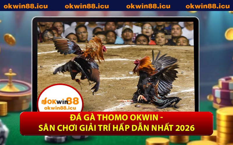 Đá Gà Thomo OKWIN - Sân Chơi Giải Trí Hấp Dẫn Nhất 2026