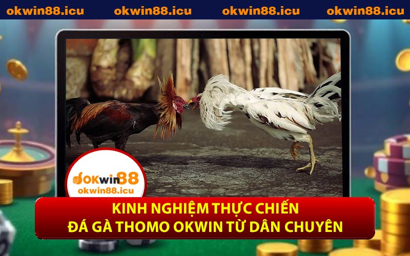 Kinh nghiệm thực chiến đá gà Thomo OKWIN từ dân chuyên