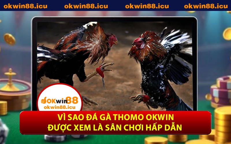 Vì sao đá gà Thomo OKWIN được xem là sân chơi hấp dẫn